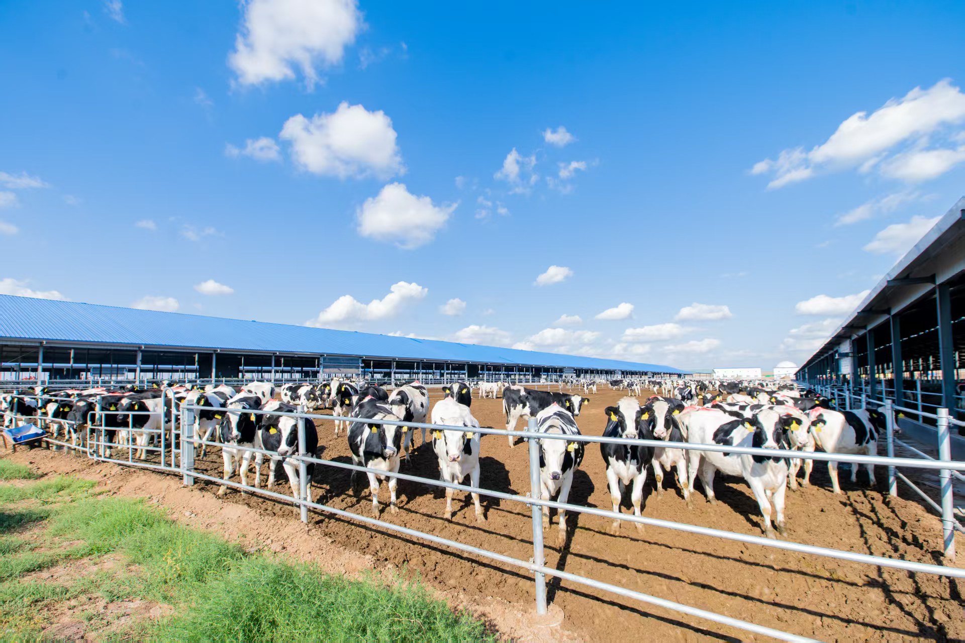 重慶日?qǐng)?bào)：中墾牧乳業(yè)傳承百年匠心彰顯國(guó)企擔(dān)當(dāng)